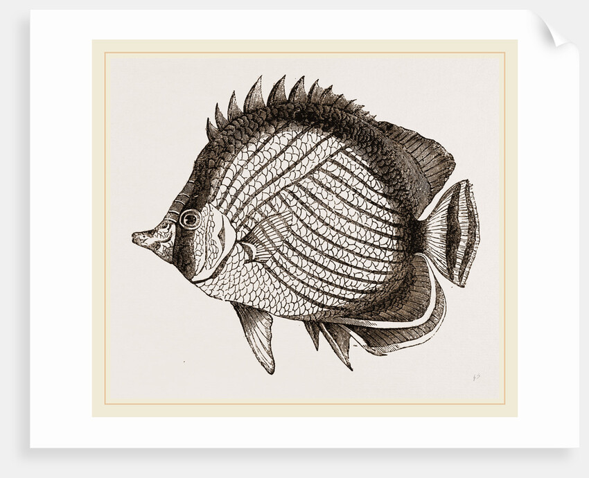 Wandering Chaetodon by Anonymous