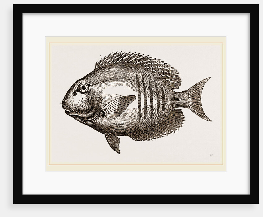 Surgical Chaetodon by Anonymous