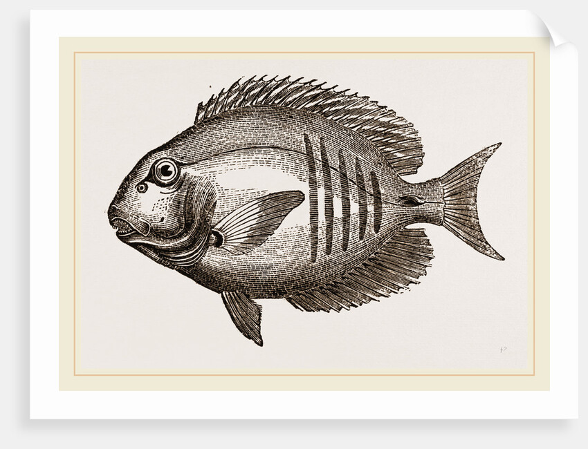 Surgical Chaetodon by Anonymous