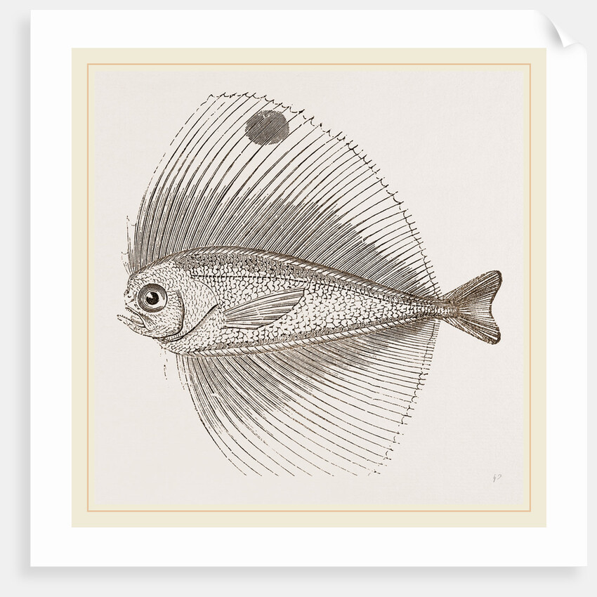 Ocellated Pteraclis by Anonymous