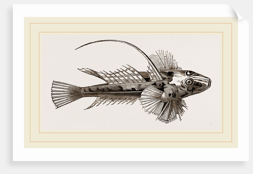 Gemmeous Dragonet by Anonymous