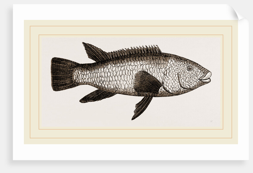 Ballan Wrasse by Anonymous