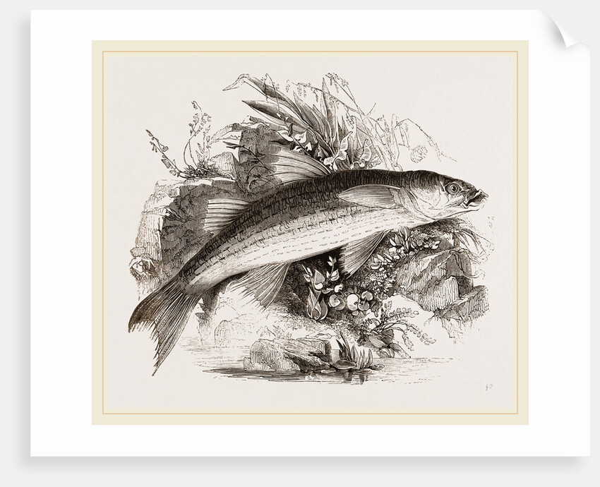 Grey Mullet by Anonymous