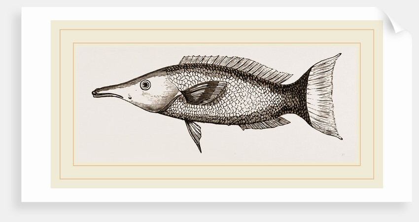 Ceylonese Green Wrasse by Anonymous