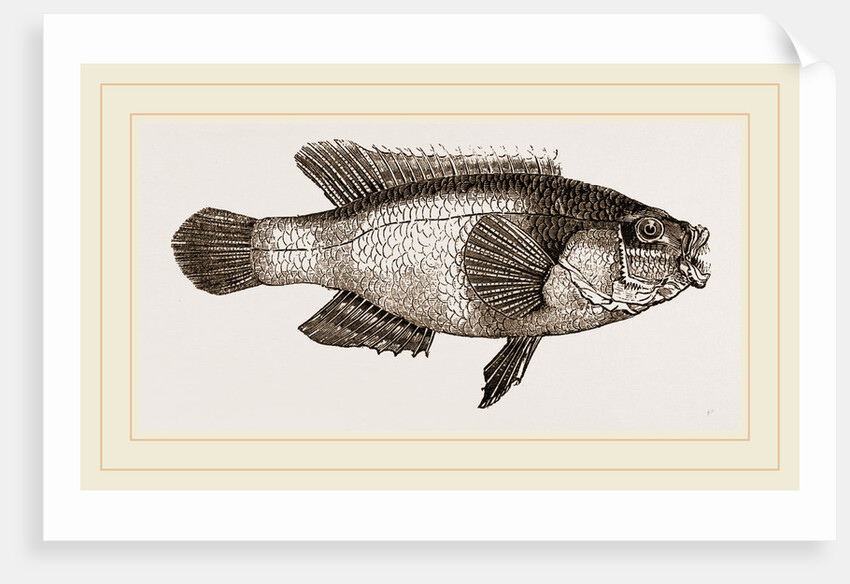 Gilt-head or Golden Maid by Anonymous