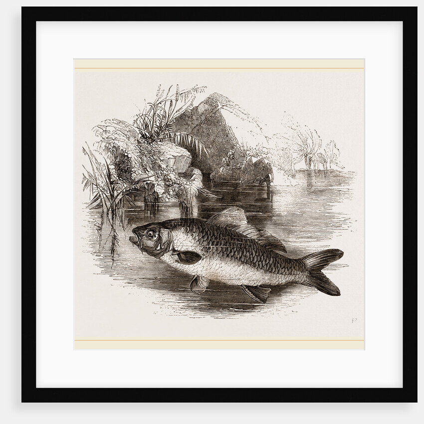 Carp by Anonymous