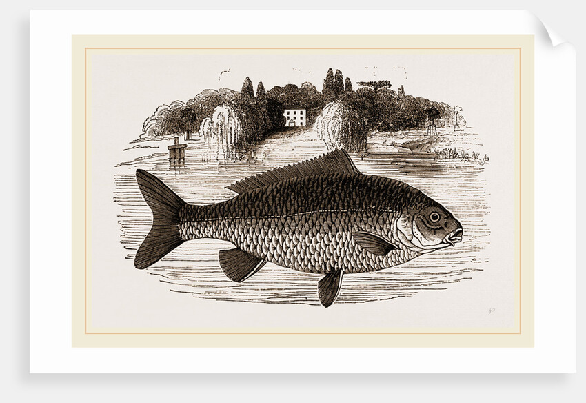 Carp by Anonymous
