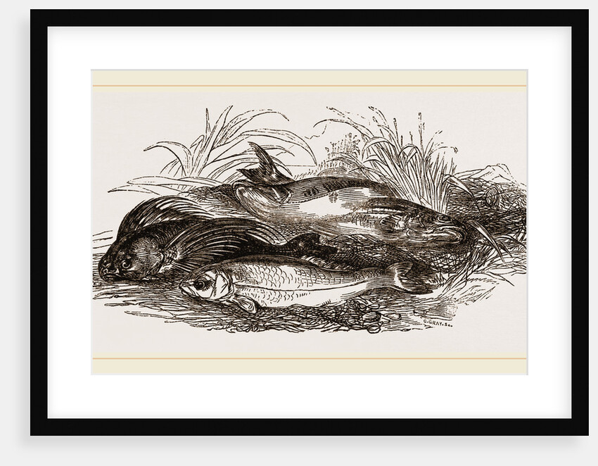 Group of Fish by Anonymous