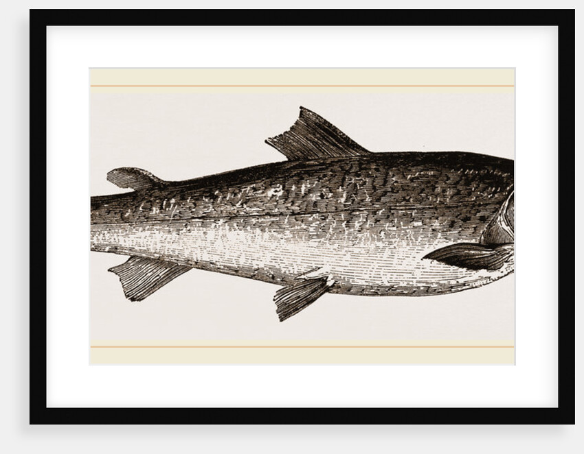 Salmon by Anonymous