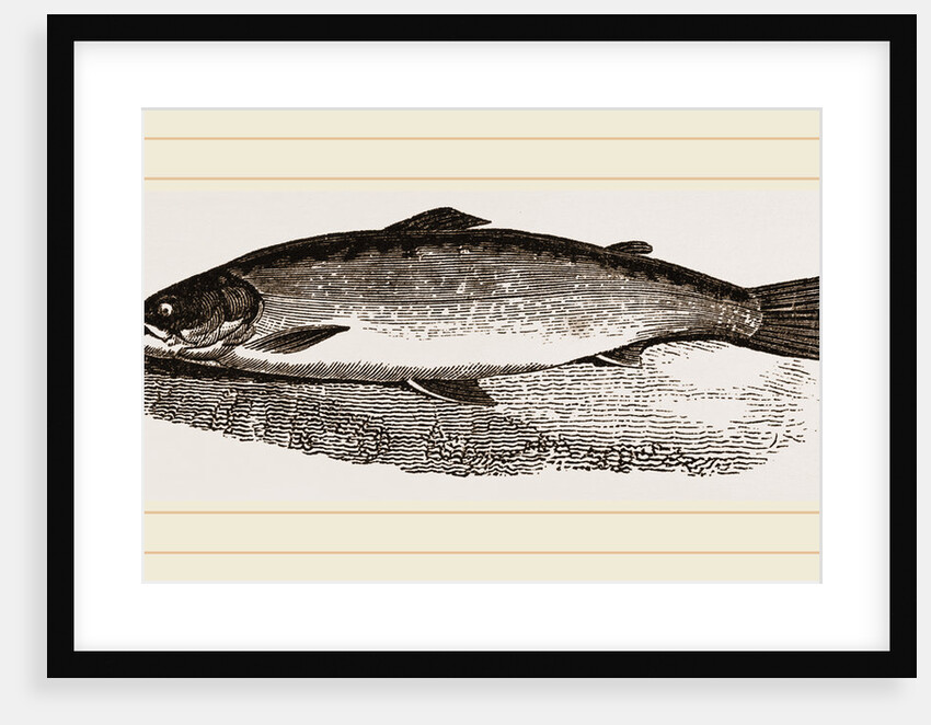 Salmon by Anonymous