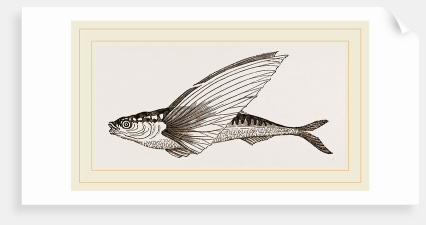 Flying-fish by Anonymous