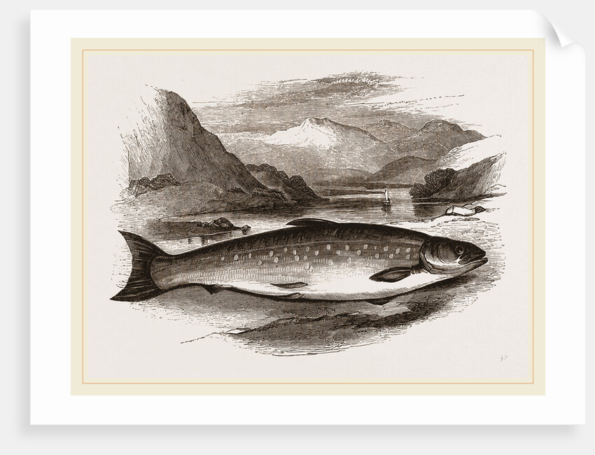 Northern Char by Anonymous