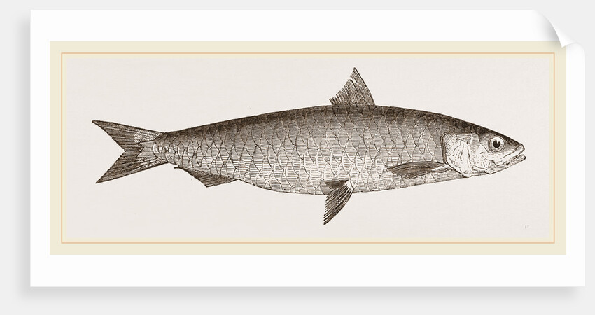 Pilchard by Anonymous