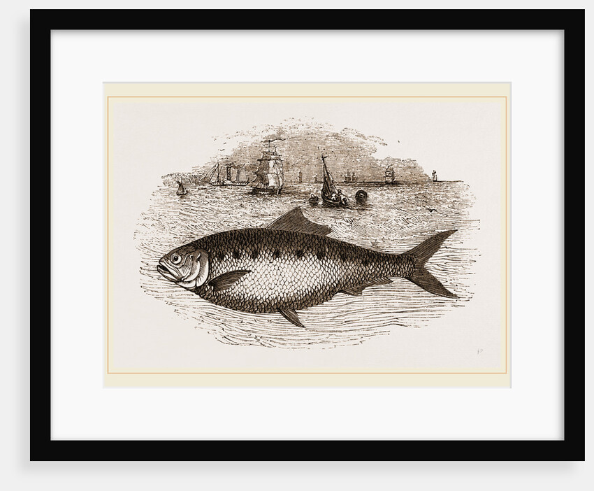 Twaite Shad or Twait Shad is a species of fish in the Clupeidae family by Anonymous