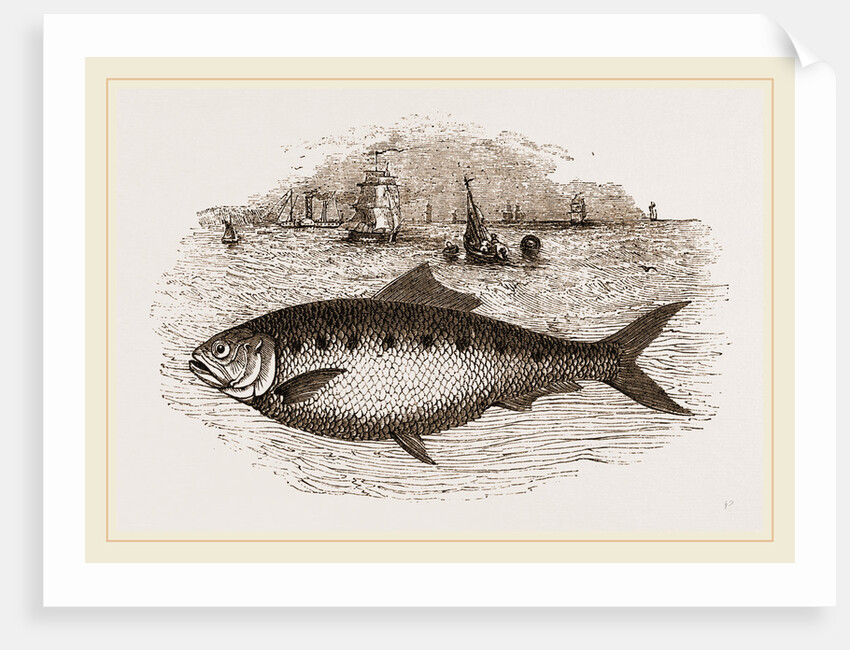 Twaite Shad or Twait Shad is a species of fish in the Clupeidae family by Anonymous