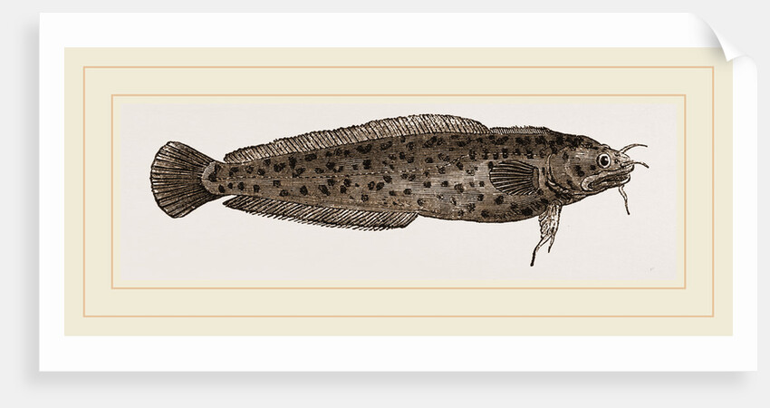 Three-bearded Rockling by Anonymous