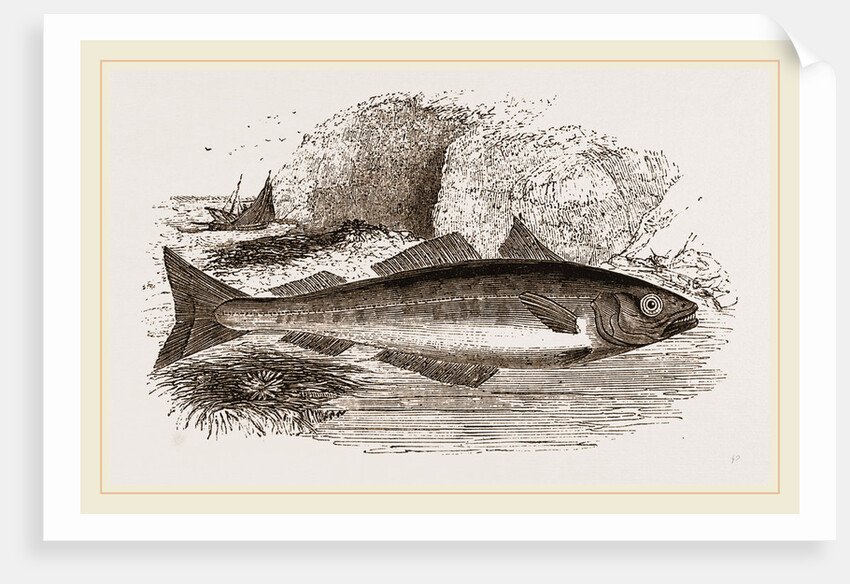 Coalfish by Anonymous