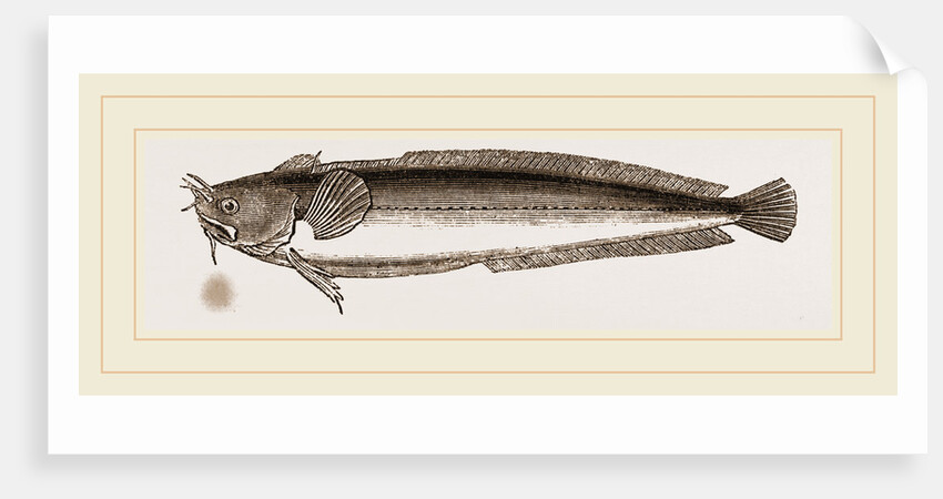 Five-bearded Rockling by Anonymous