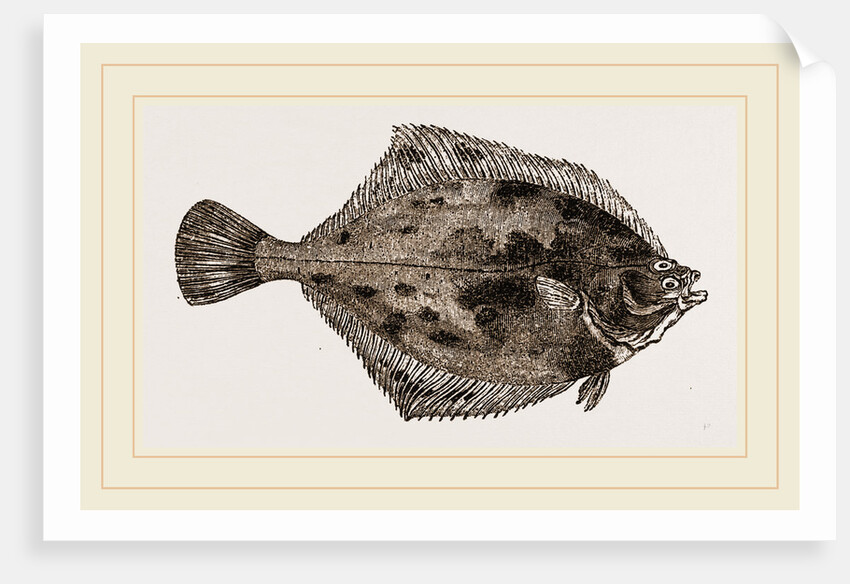 Flounder by Anonymous