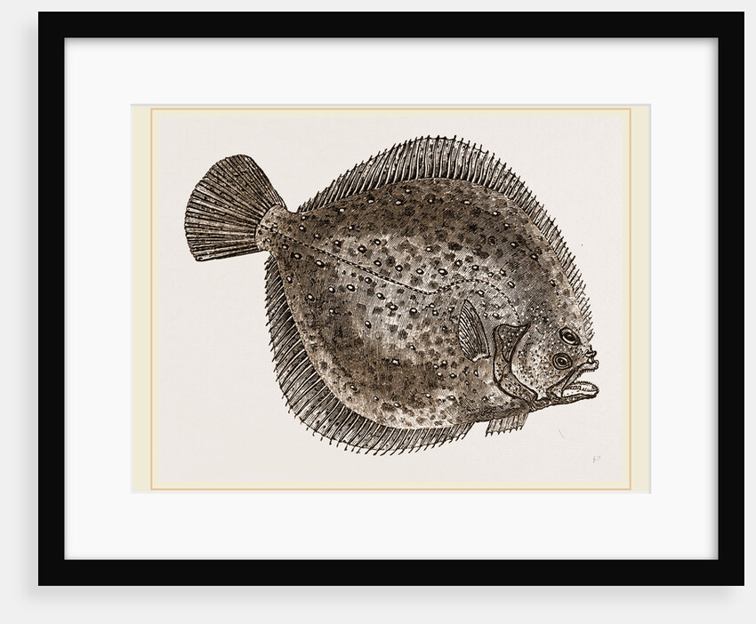 Turbot by Anonymous