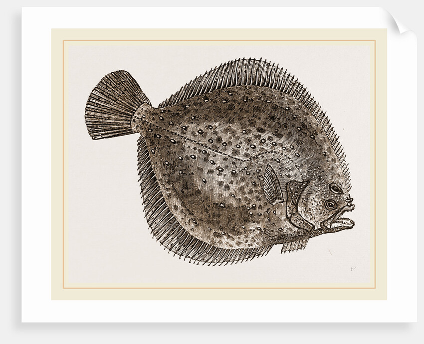Turbot by Anonymous
