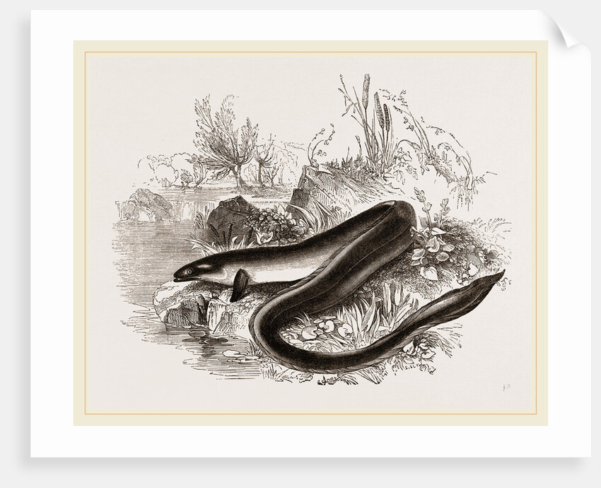 Sharp nosed Eel by Anonymous