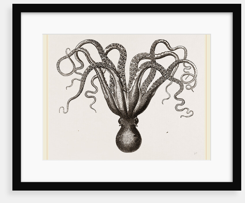 Common Cuttle-fish by Anonymous