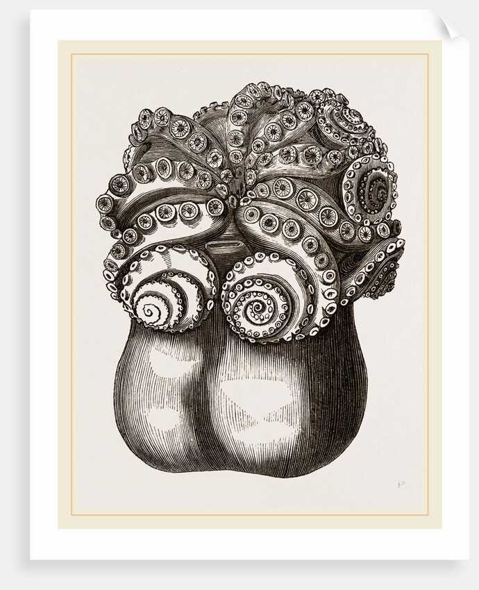 Ventricose Cuttle fish by Anonymous