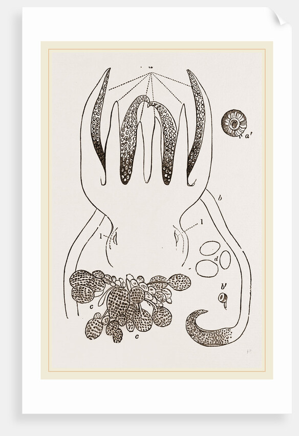 Head and Arms of Russia by Anonymous