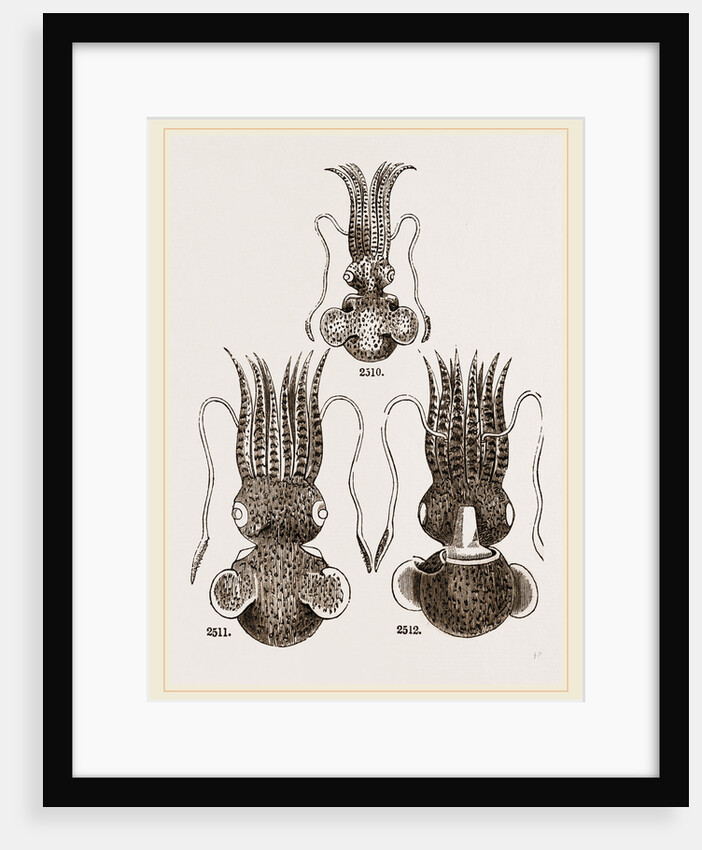 Common and Short-armed Sepiolas by Anonymous