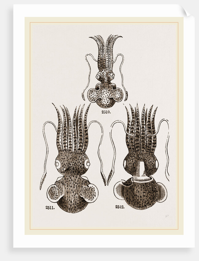 Common and Short-armed Sepiolas by Anonymous