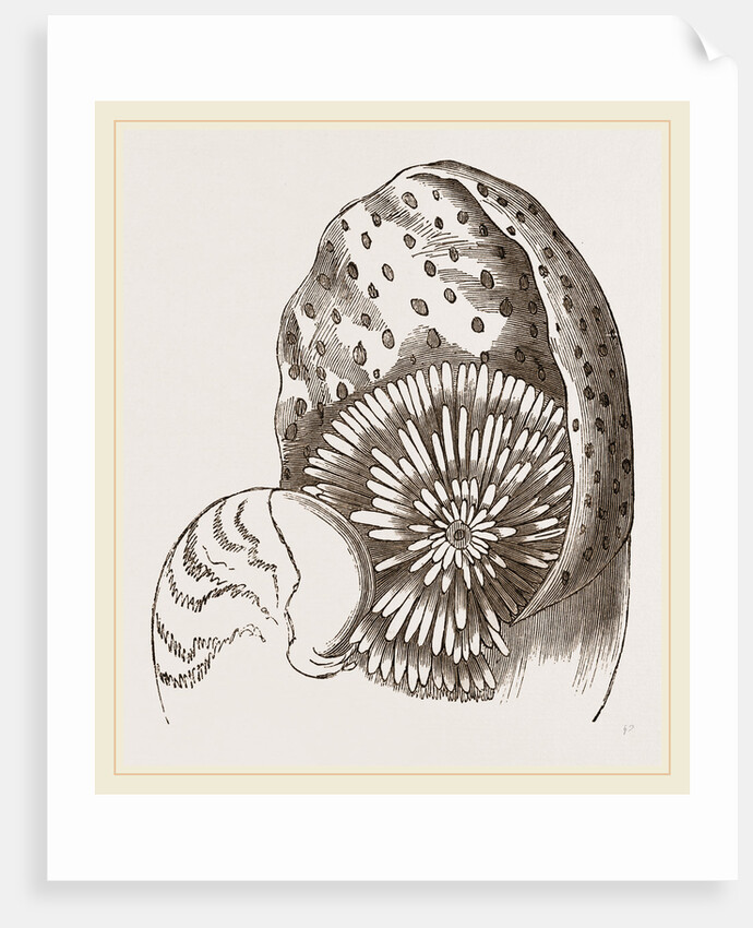 Nautilus from Denys de Montford by Anonymous