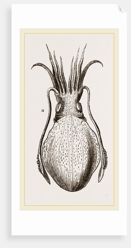 Officinal Cuttle-fish by Anonymous