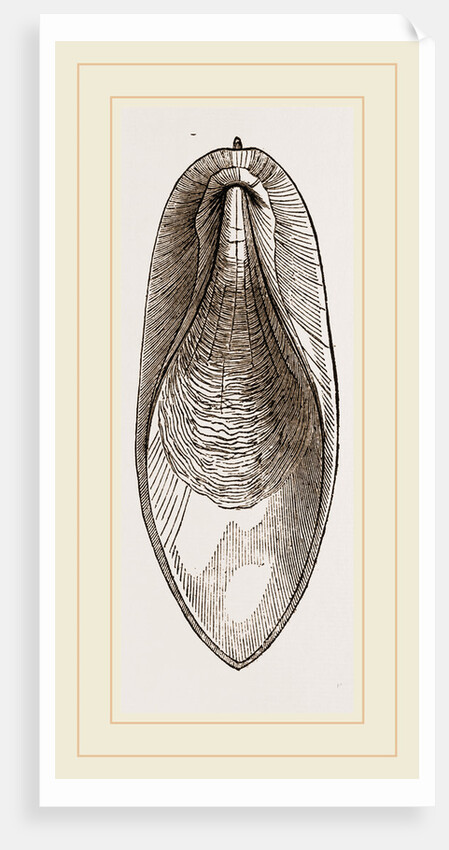 Internal Shell of Cuttle-fish by Anonymous