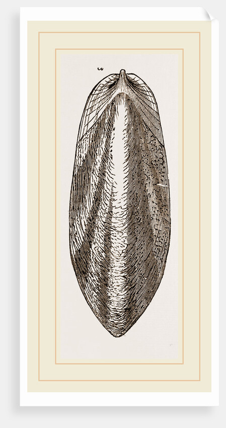 Internal Shell of Cuttle-fish by Anonymous
