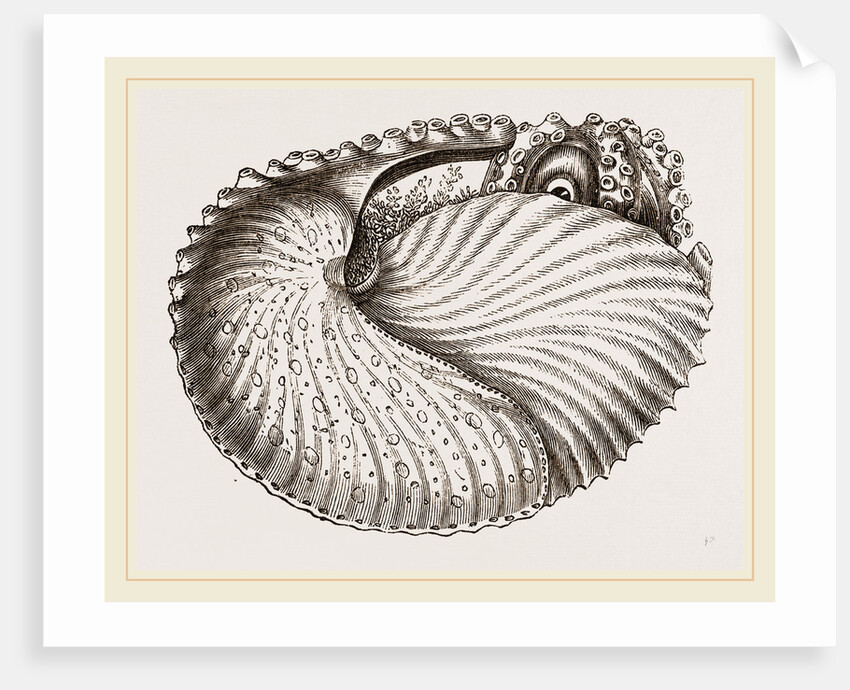 Arognaut in its shell by Anonymous