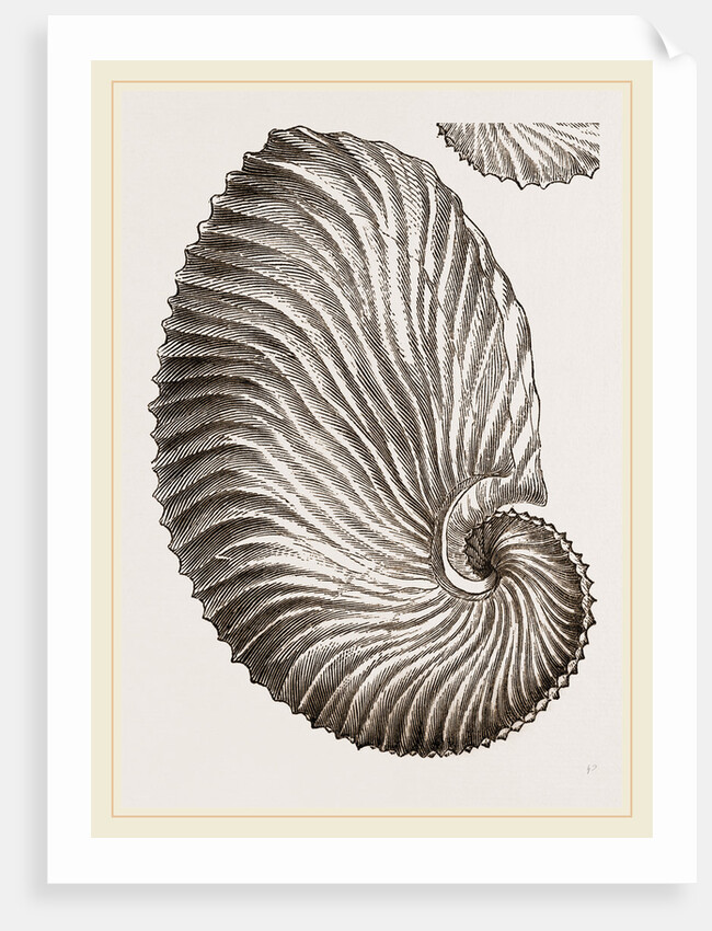 Shell of Argonaut by Anonymous