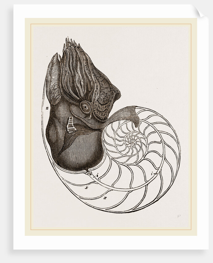 Pearly Nautilus by Anonymous