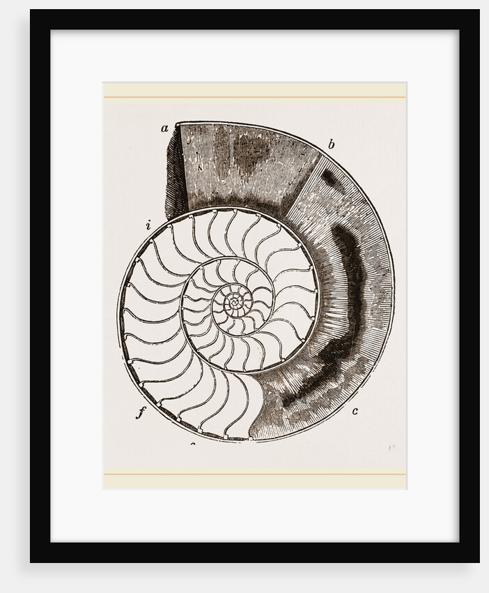 Shell of Ammonite by Anonymous