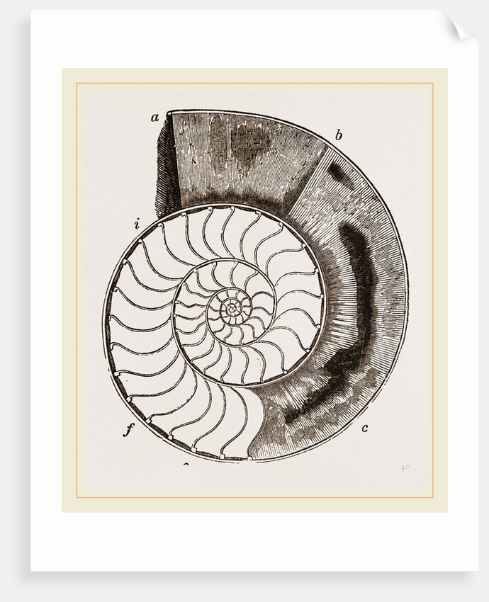 Shell of Ammonite by Anonymous