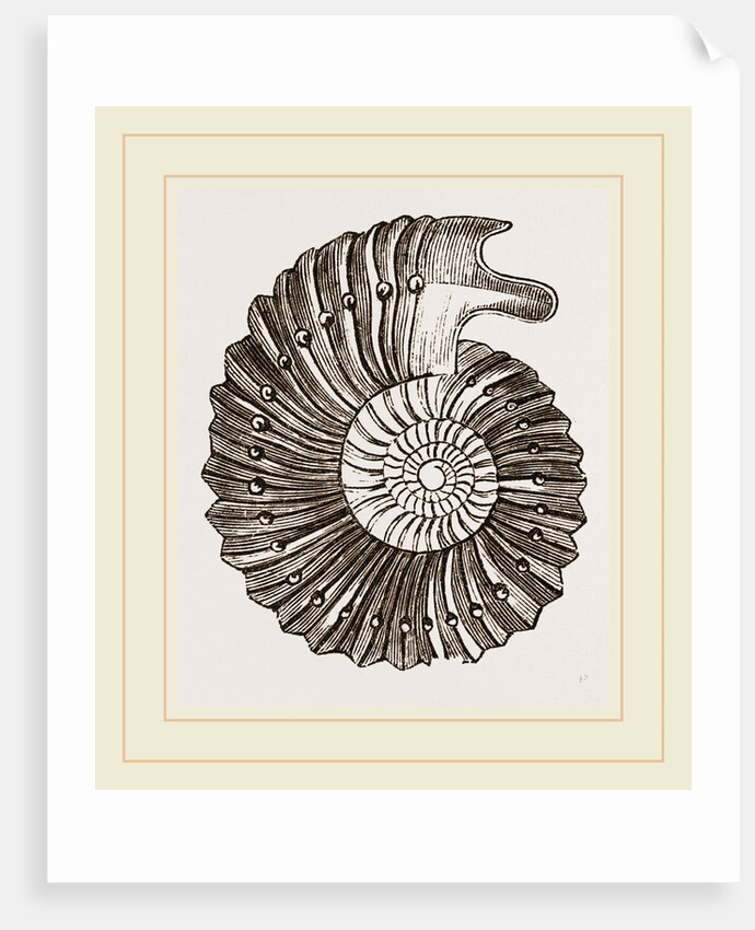 Ammonite by Anonymous