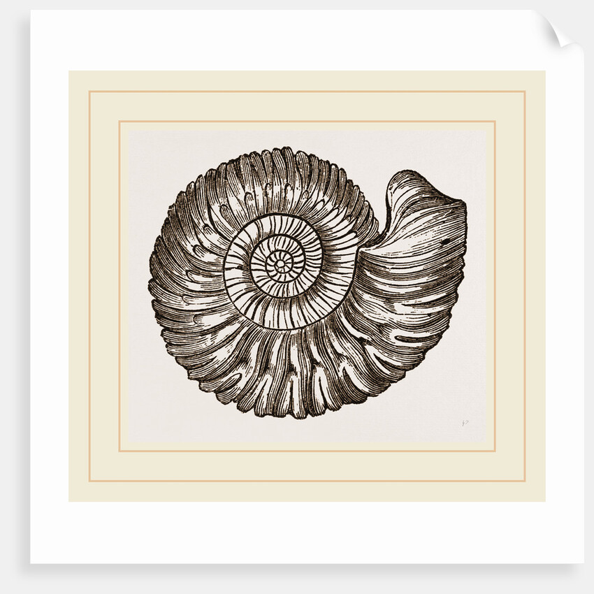 Ammonite Mouth perfect by Anonymous