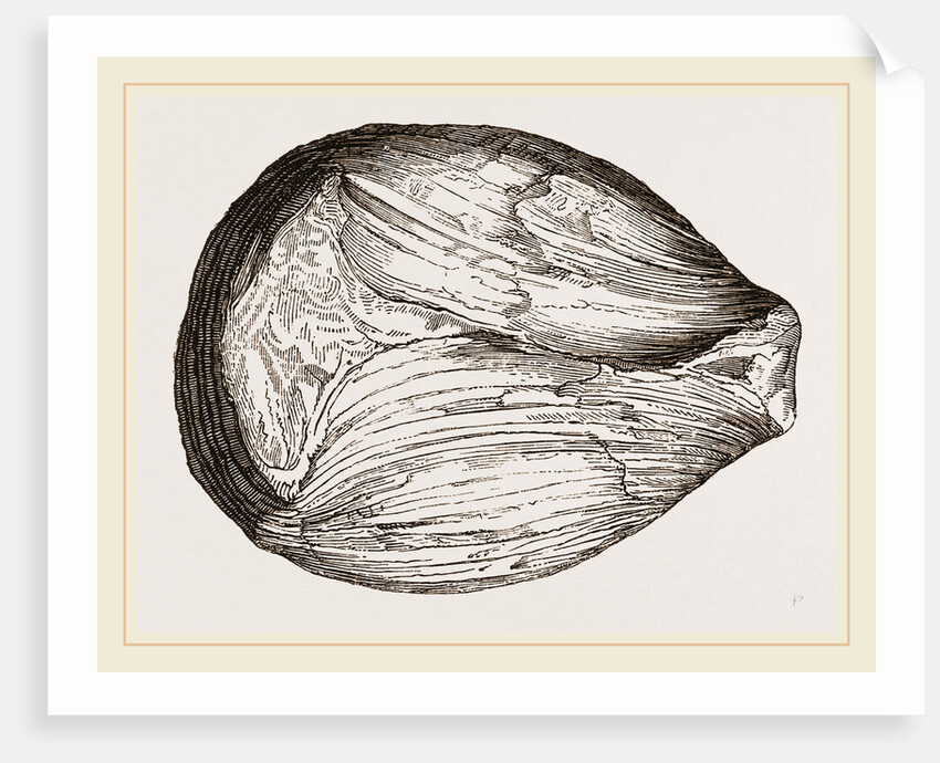 Phragmoceras ventricosum by Anonymous