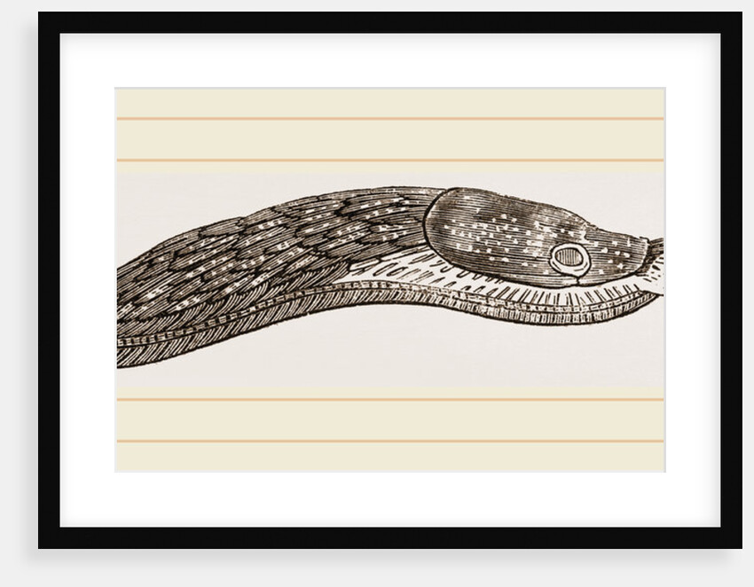 Red Slug by Anonymous