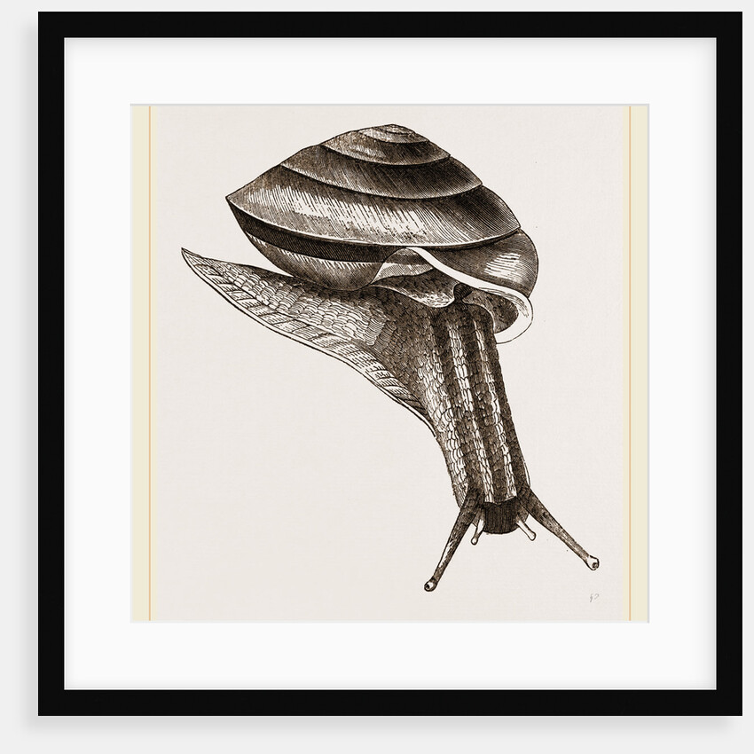 Lamarck's Carocolla by Anonymous