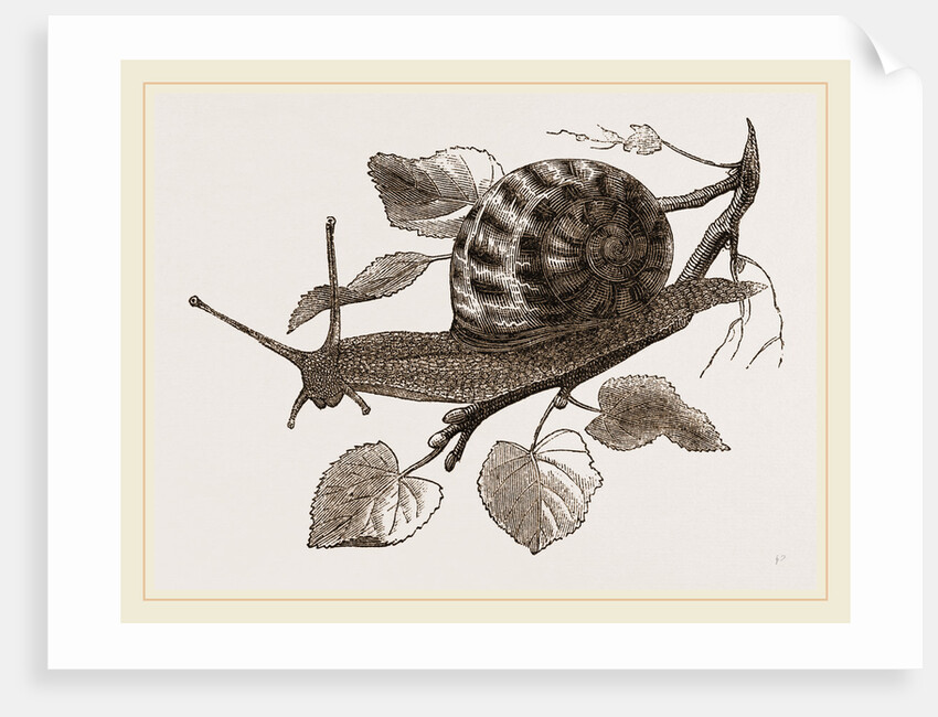 Large Garden Snail by Anonymous