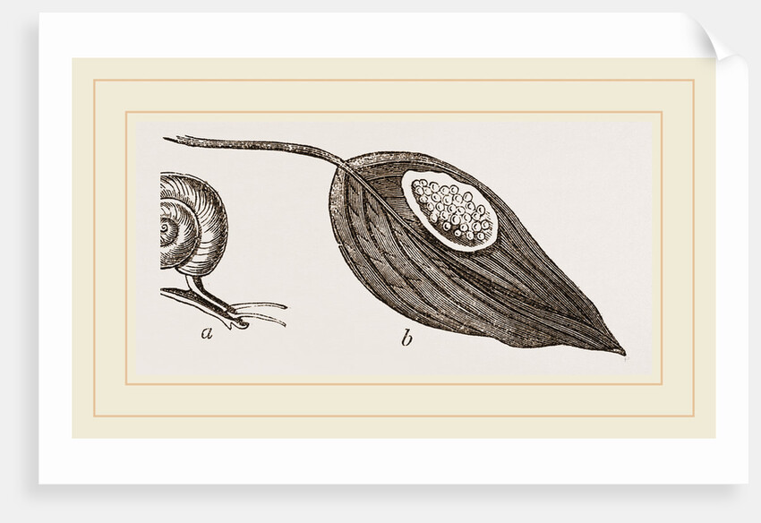Keeled Planorbis by Anonymous