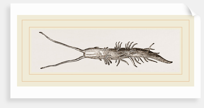 Cavolina by Anonymous