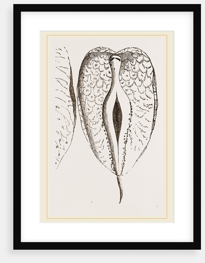 Pterosoma by Anonymous