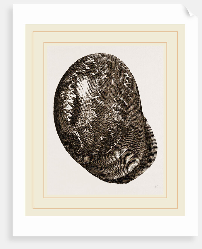 Globose Bulla by Anonymous